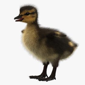 Duckling 3D model